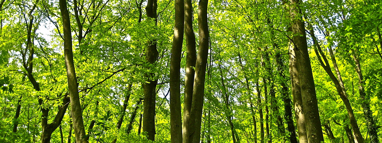 Wald in Pratteln