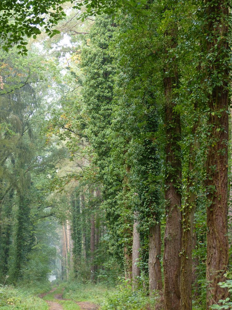 Wald in Röbel (Müritz)