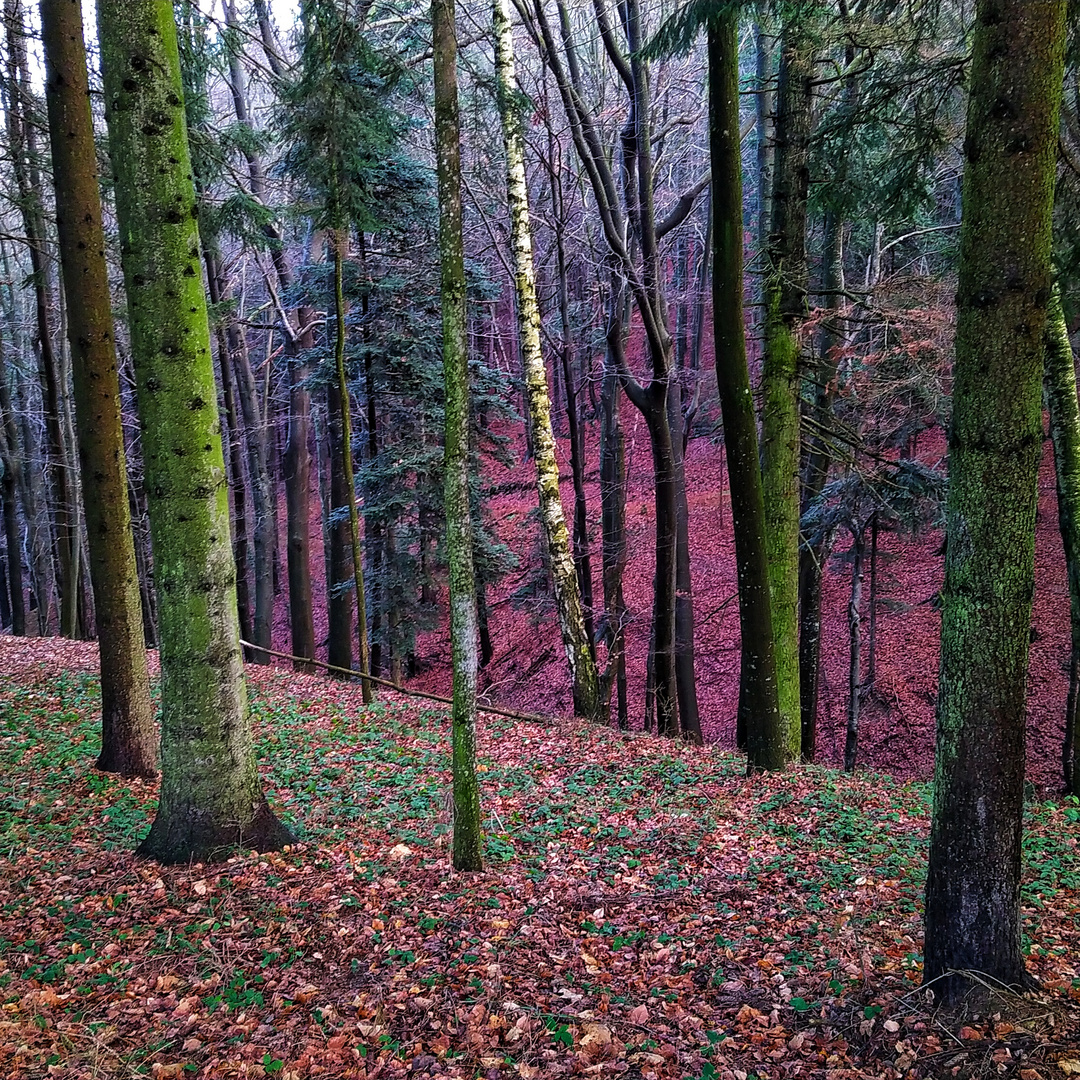 Wald in Rot