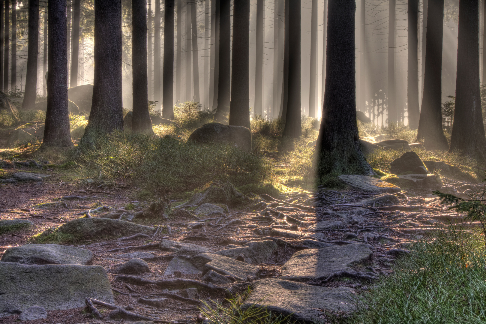 Wald in Schierke/Oberharz - HDR