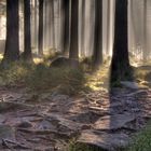 Wald in Schierke/Oberharz - HDR