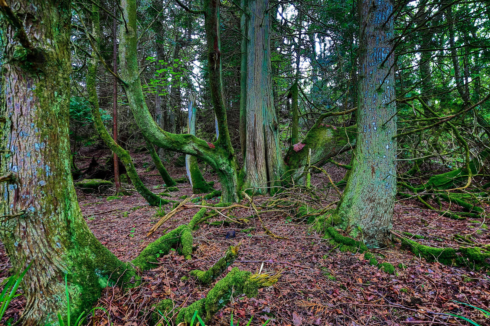 Wald in Schottland