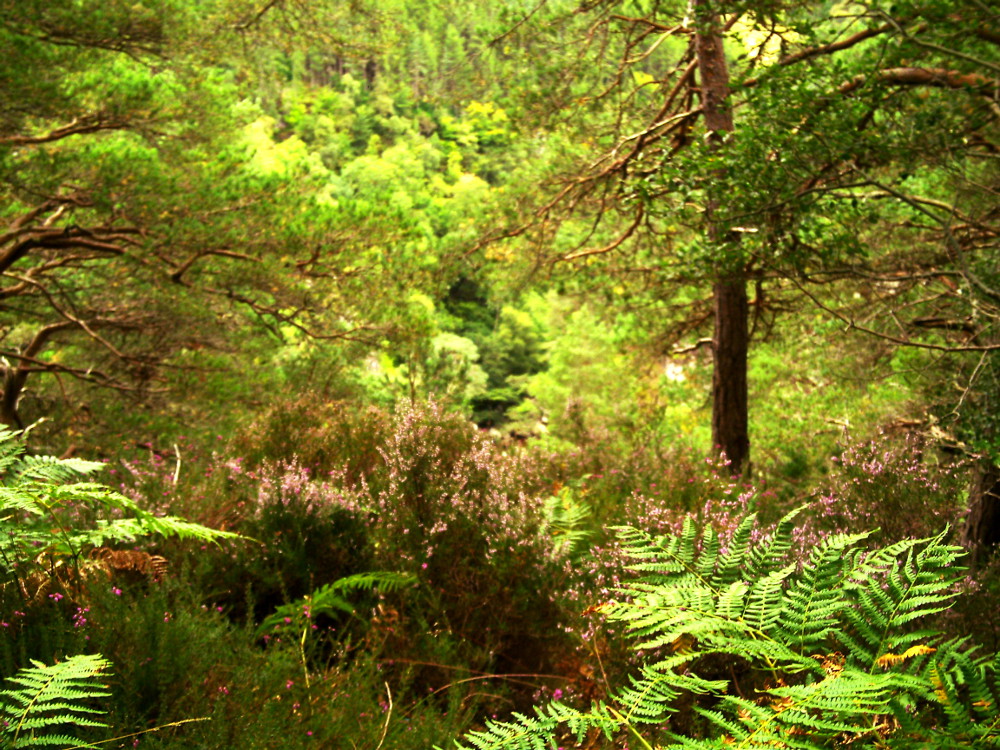 Wald in Schottland