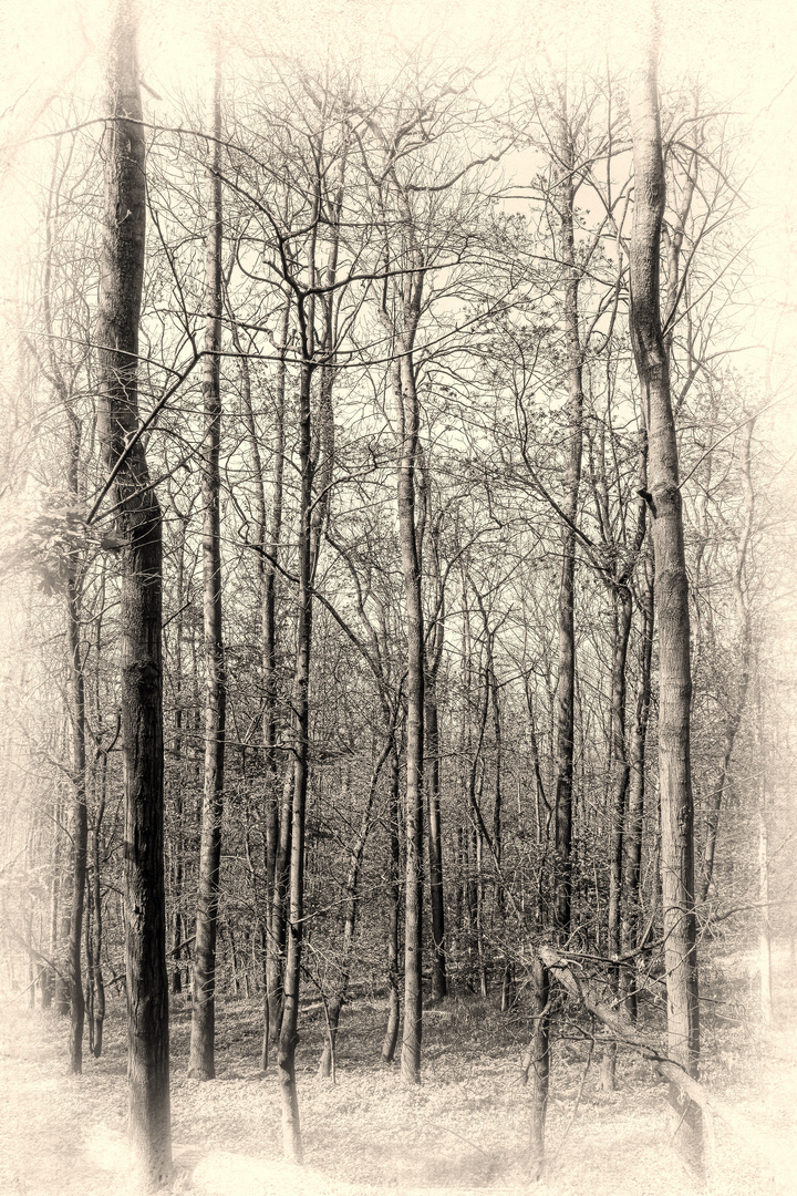 Wald in Schwarz-Weiß