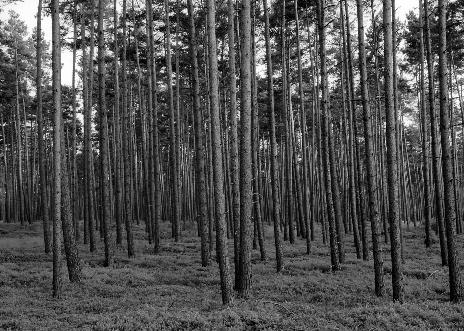 wald in schwarz/weiß