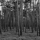 wald in schwarz/weiß