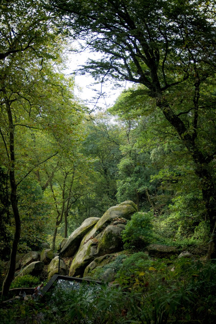 Wald in Sintra