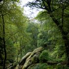 Wald in Sintra