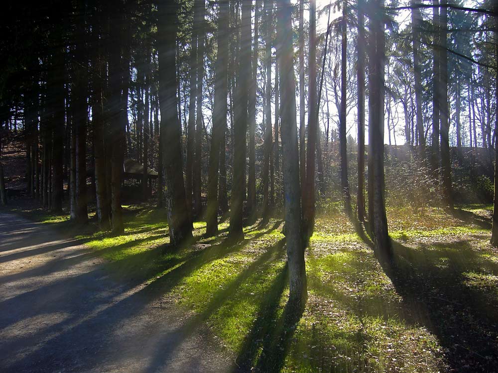 Wald in Sonnenstrahlen