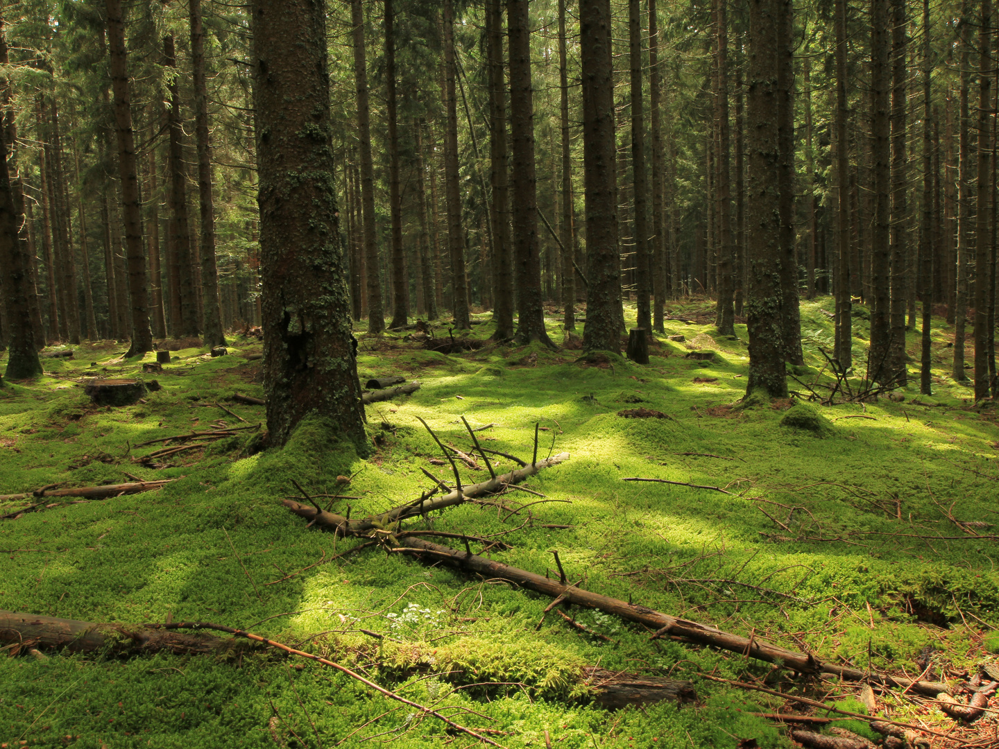 Wald in Spätsommer