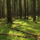 Wald in Spätsommer