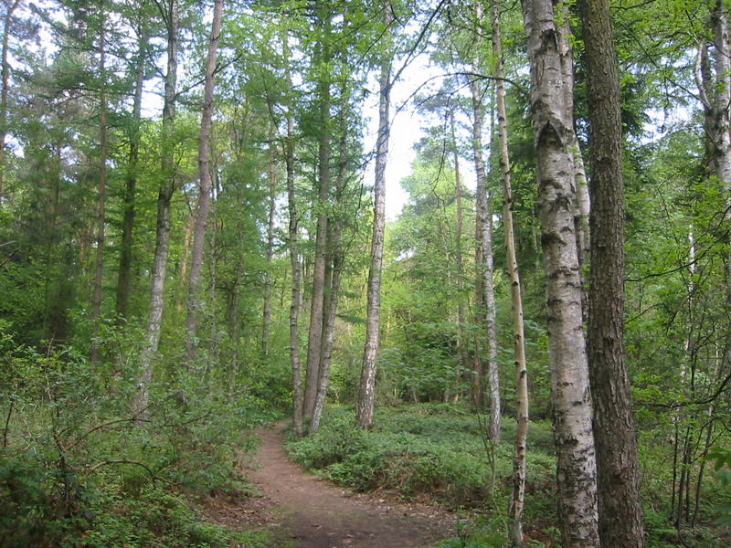 Wald in Sreetz