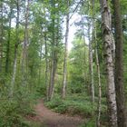 Wald in Sreetz