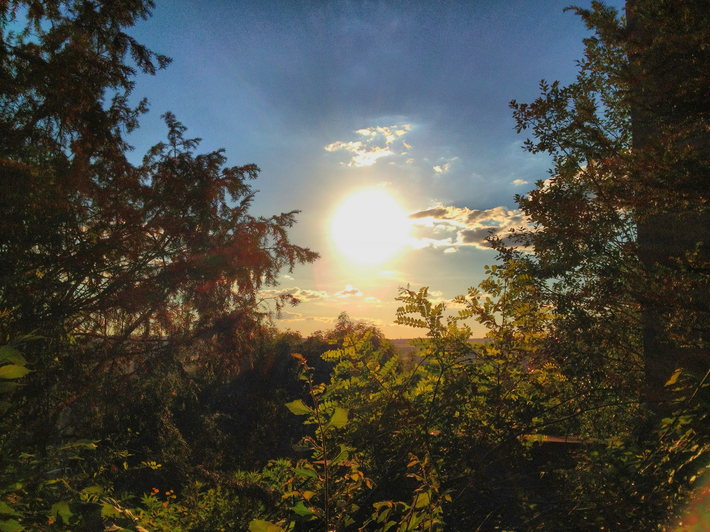 Wald in Strahlenden Farben