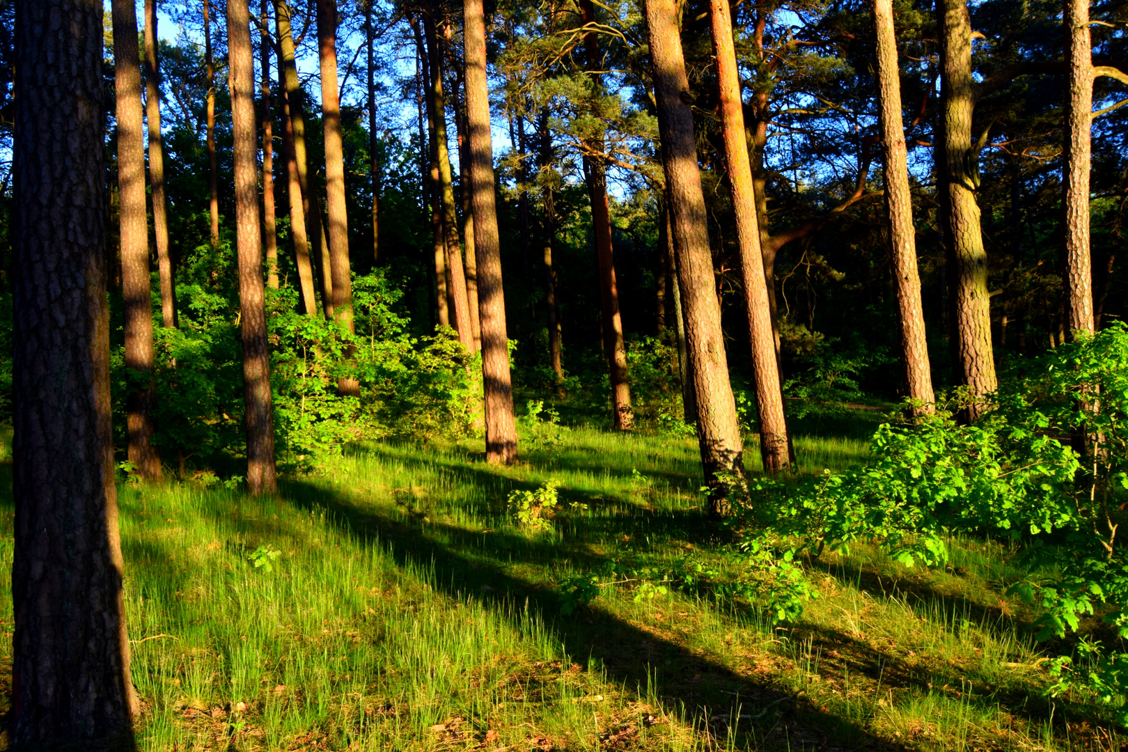 Wald in Templin