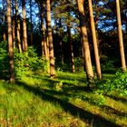 Wald in Templin