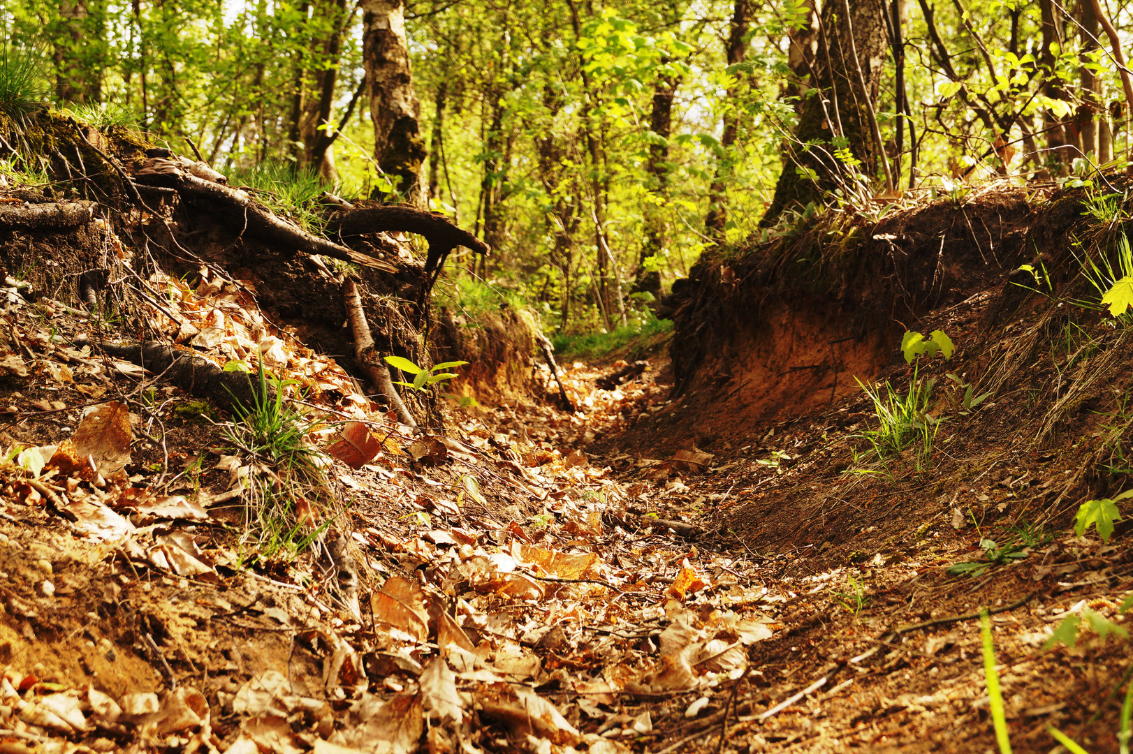 Wald in Voerde/ Friedrichsfeld