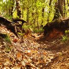 Wald in Voerde/ Friedrichsfeld