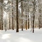 Wald in weiß