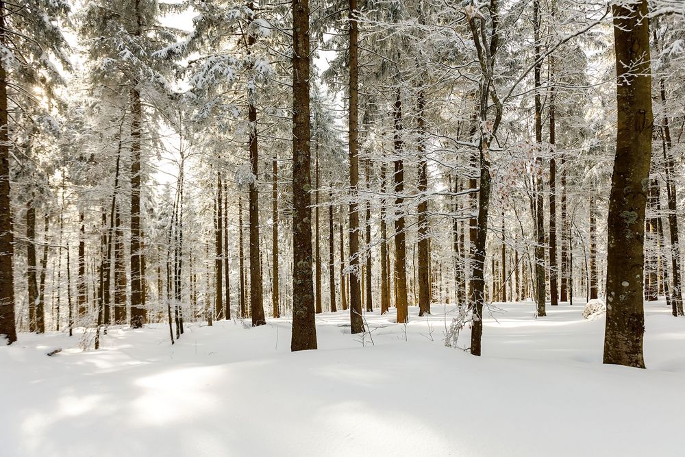 Wald in weiß