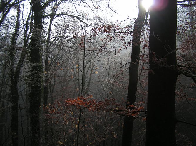 Wald in Winterthur