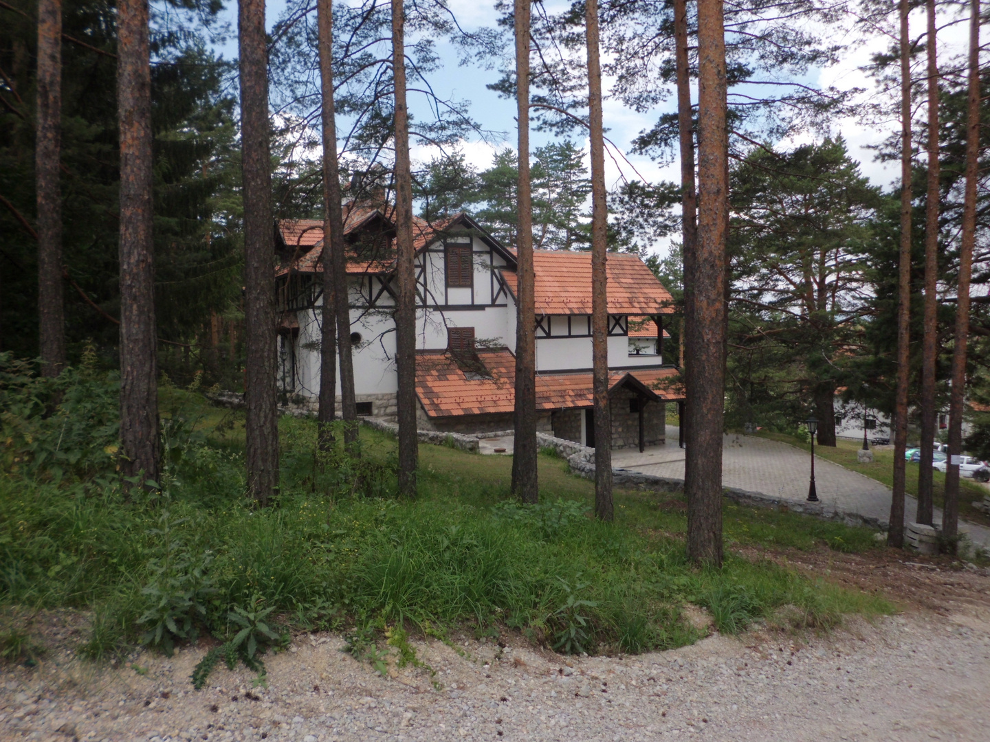 Wald in Zlatibor