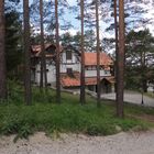 Wald in Zlatibor