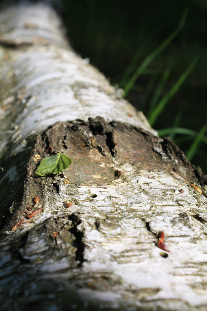 wald ist mehr als die summe der bäume..