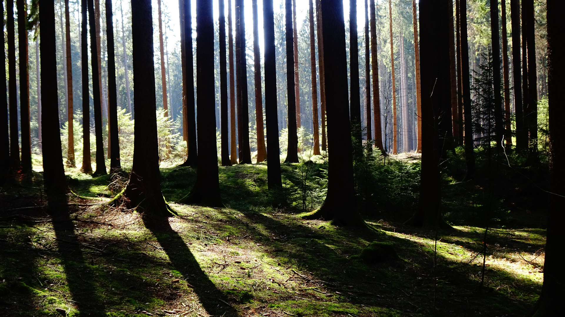 WALD ist WALD ist WALD