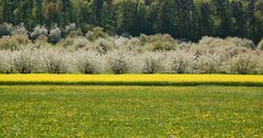 Wald, Kirschen, Raps, Wiese... ;-)