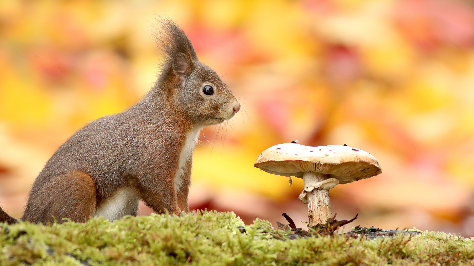 ... WALD-KOBÖLDCHEN ...