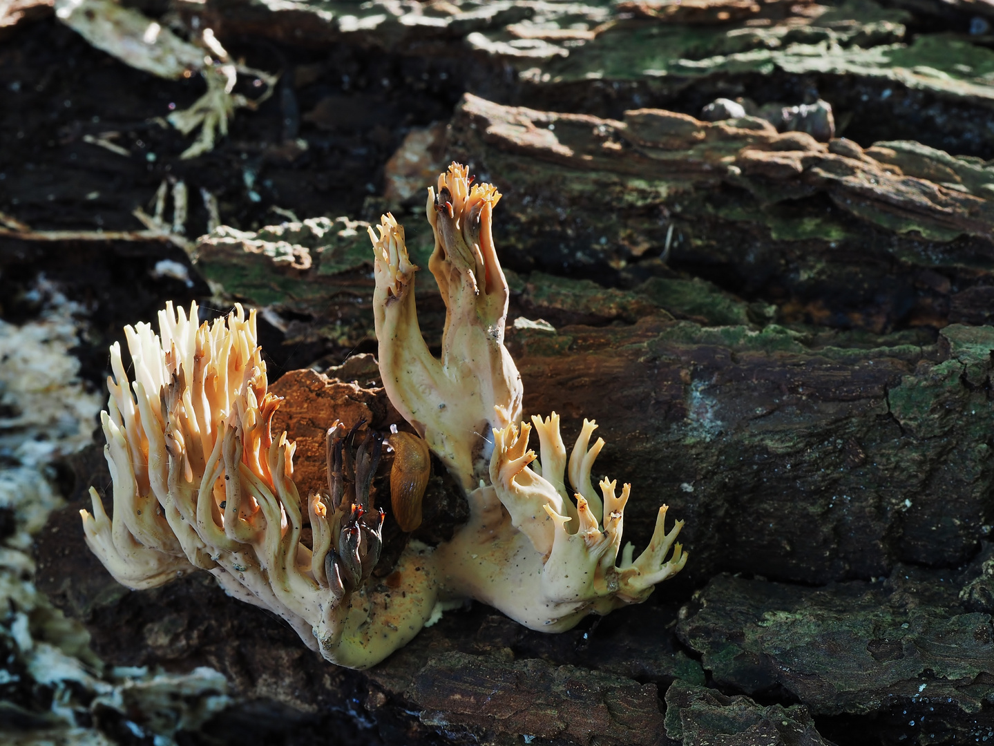 "Wald-Koralle" mit Schneck´