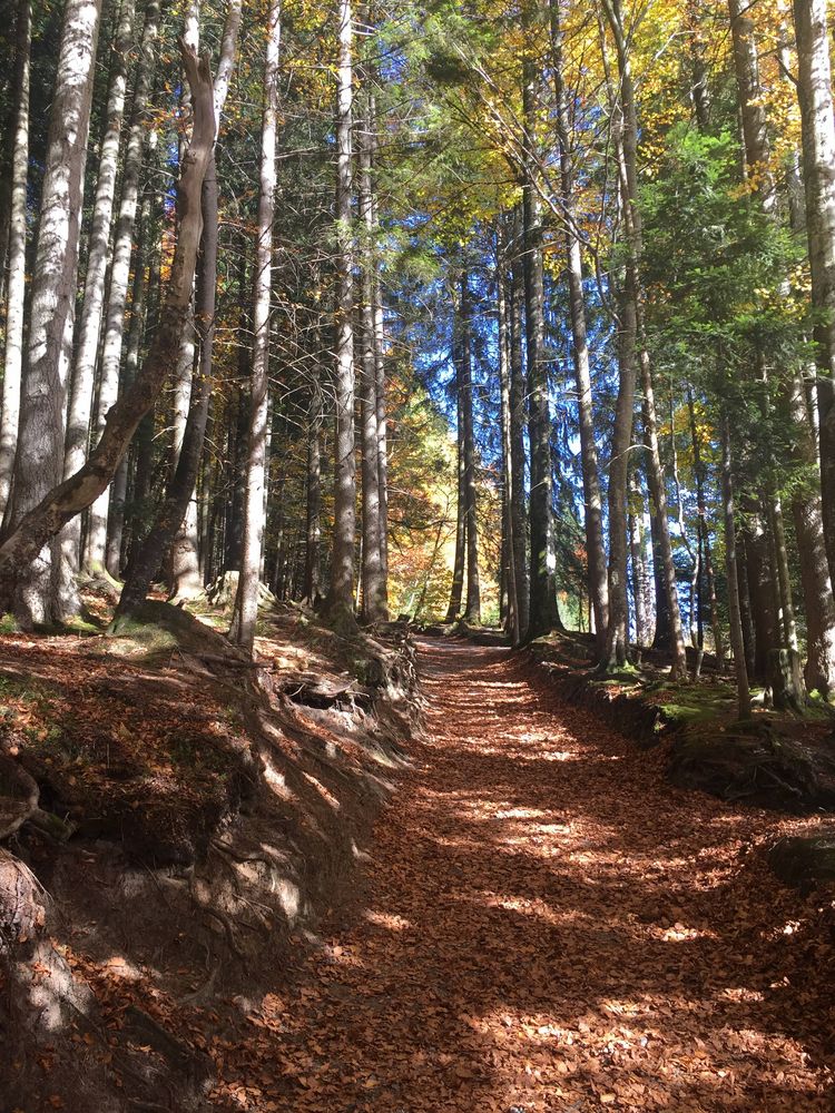 Wald Krienseregg ...