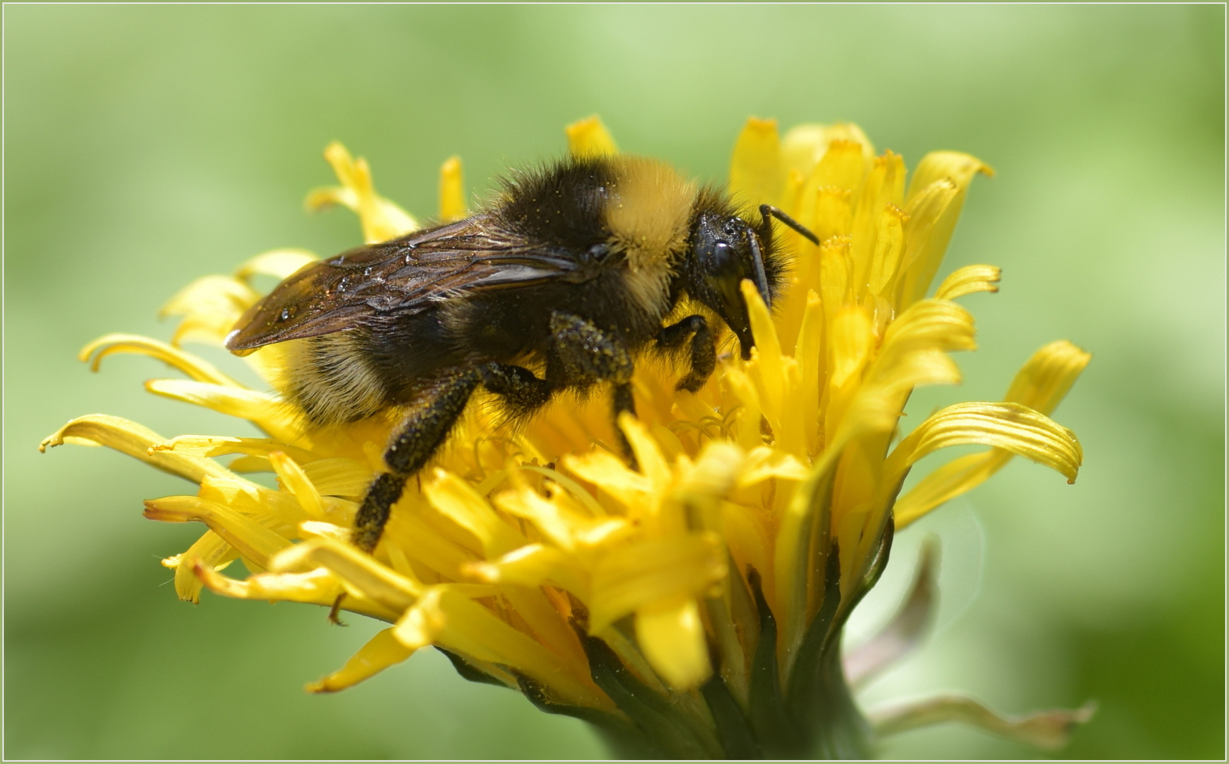 Wald-Kuckuckshummel (Bombus sylvestris)