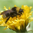 Wald-Kuckuckshummel (Bombus sylvestris)