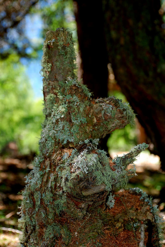 Wald-Kunstwerk