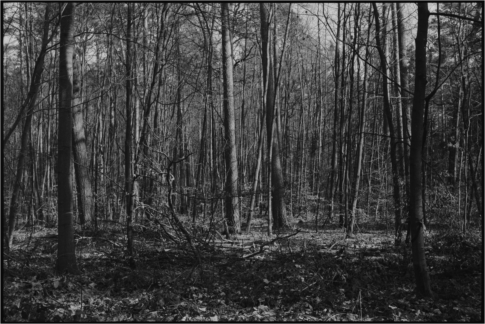 Wald, kurz vor der Wiederauferstehung