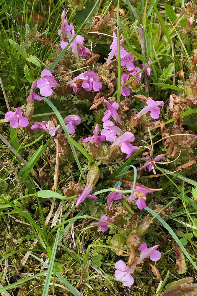 Wald – Läusekraut: Nicht gesucht, aber gefunden