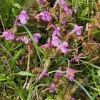 Wald – Läusekraut: Nicht gesucht, aber gefunden