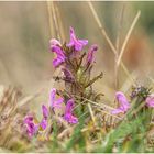 wald-läusekraut (pedicularis sylvatica) ....