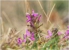 wald-läusekraut (pedicularis sylvatica) ....