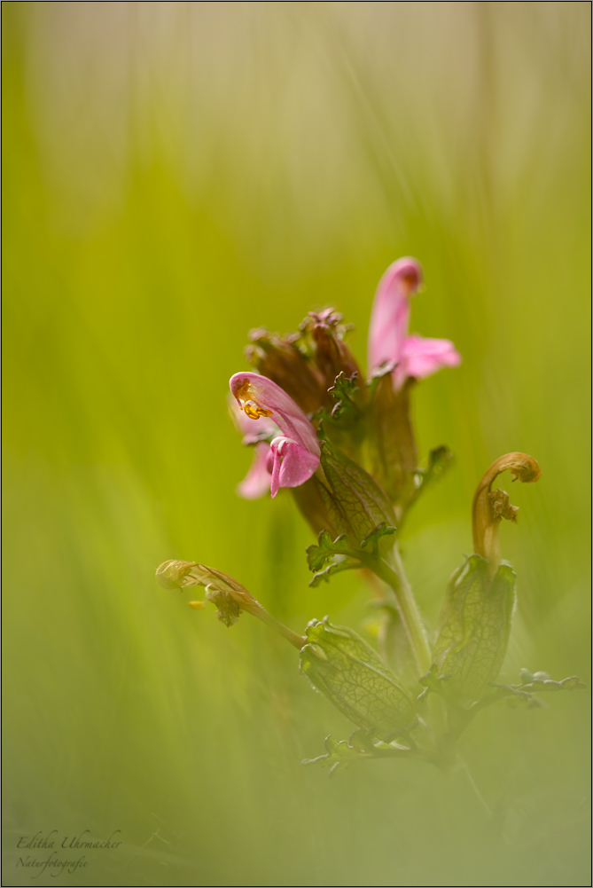 wald läusekraut ( pedicularis sylvatica )