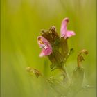 wald läusekraut ( pedicularis sylvatica )