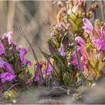 wald-läusekraut (pedicularis sylvatica) ....