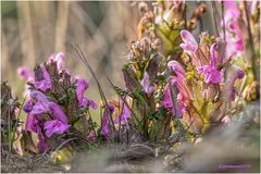 wald-läusekraut (pedicularis sylvatica) ....