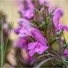 wald-läusekraut (pedicularis sylvatica) II ....