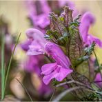 wald-läusekraut (pedicularis sylvatica) II ....