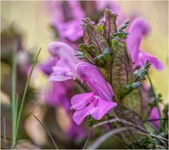 wald-läusekraut (pedicularis sylvatica) II ....