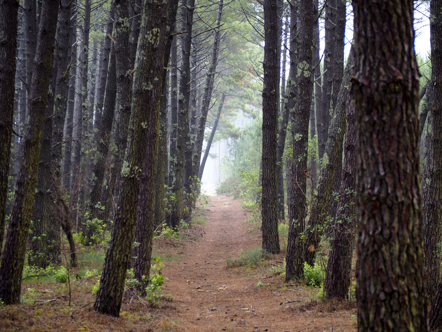 wald-landes