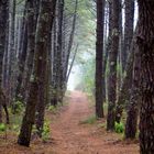 wald-landes